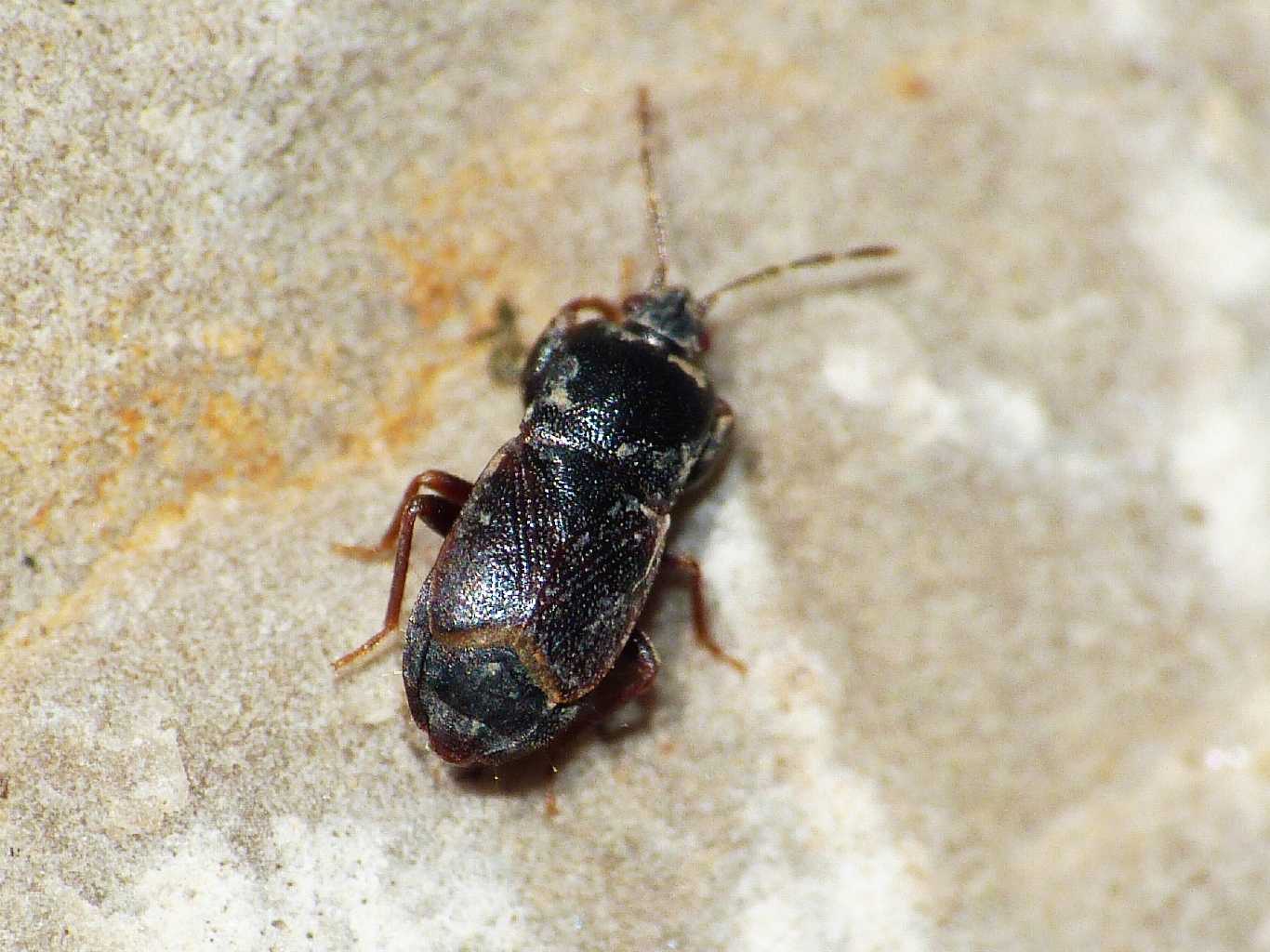 Lygaeidae: Plinthisus cf coracinus - Tolfa (RM)